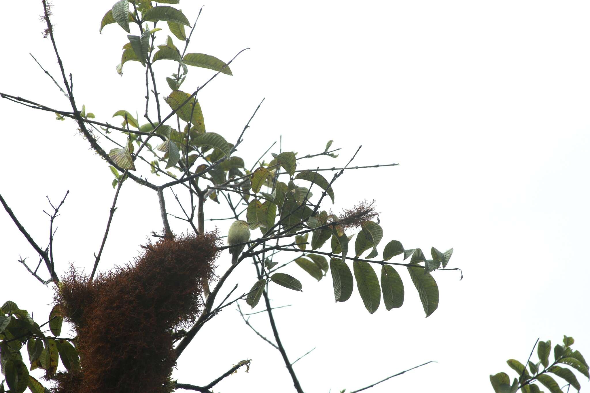 Image of Grey Warbler-Finch