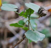 Image of monkeybush