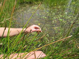 Image of Bulbine monophylla Poelln.