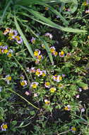 Image of Yellow-Lip Pansy Monkey-Flower