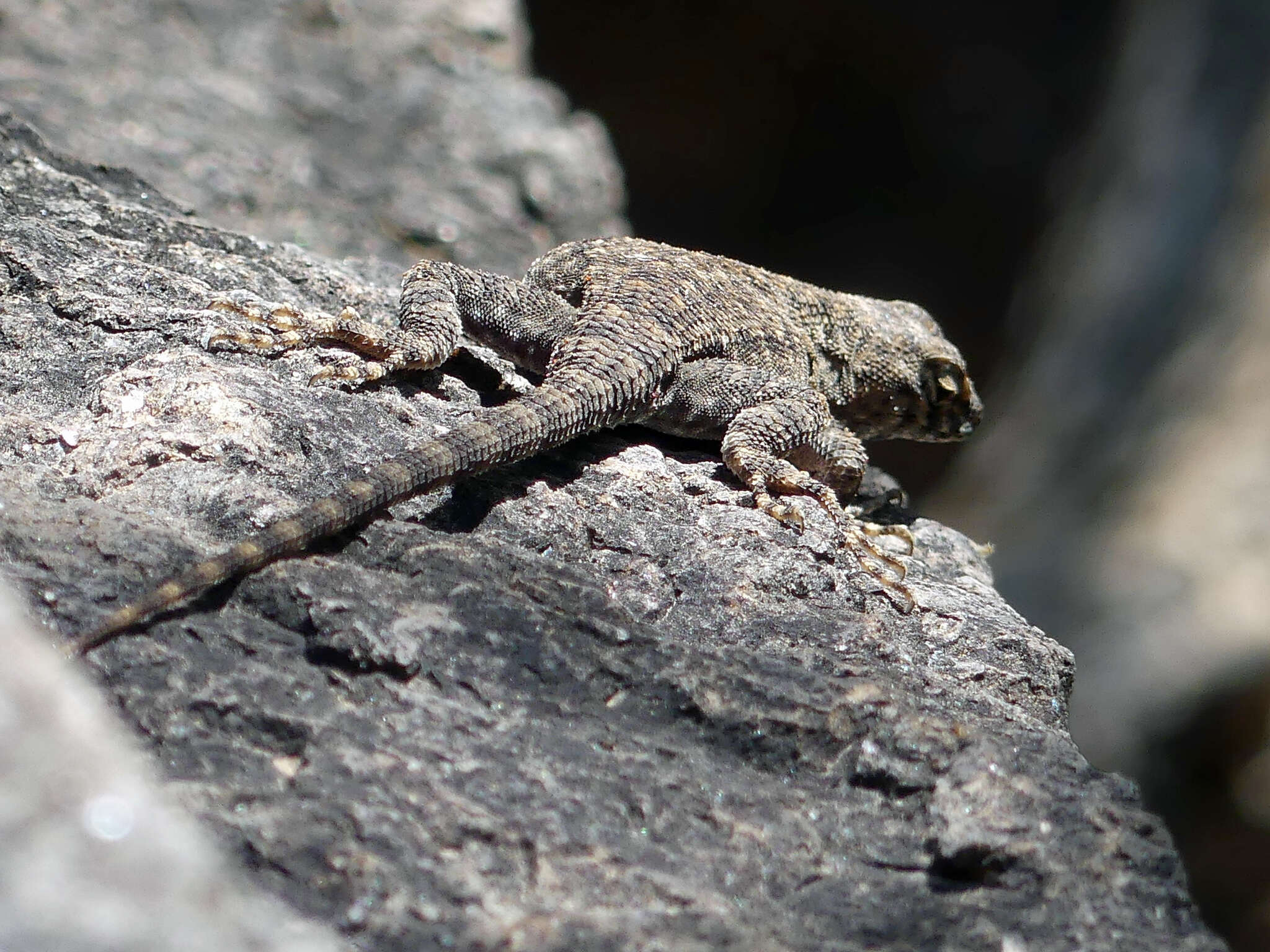Image of Barred Spiny Lizard