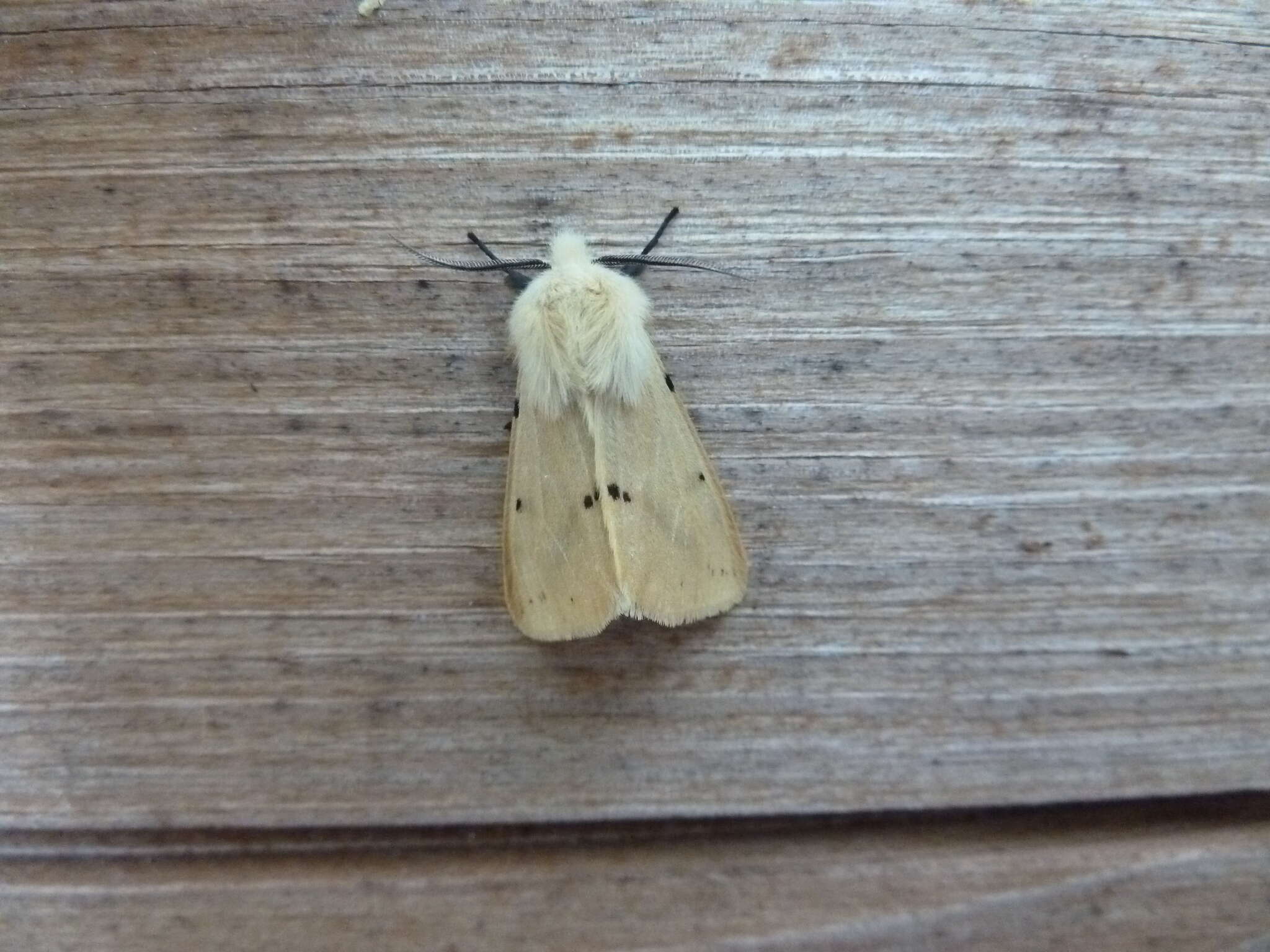 Spilosoma lutea Hüfnagel 1766 resmi