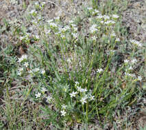 Image of Eremogone congesta var. lithophila (Rydberg) Dorn