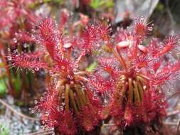 Image of Drosera roraimae (Klotzsch ex Diels) Maguire & Laundon