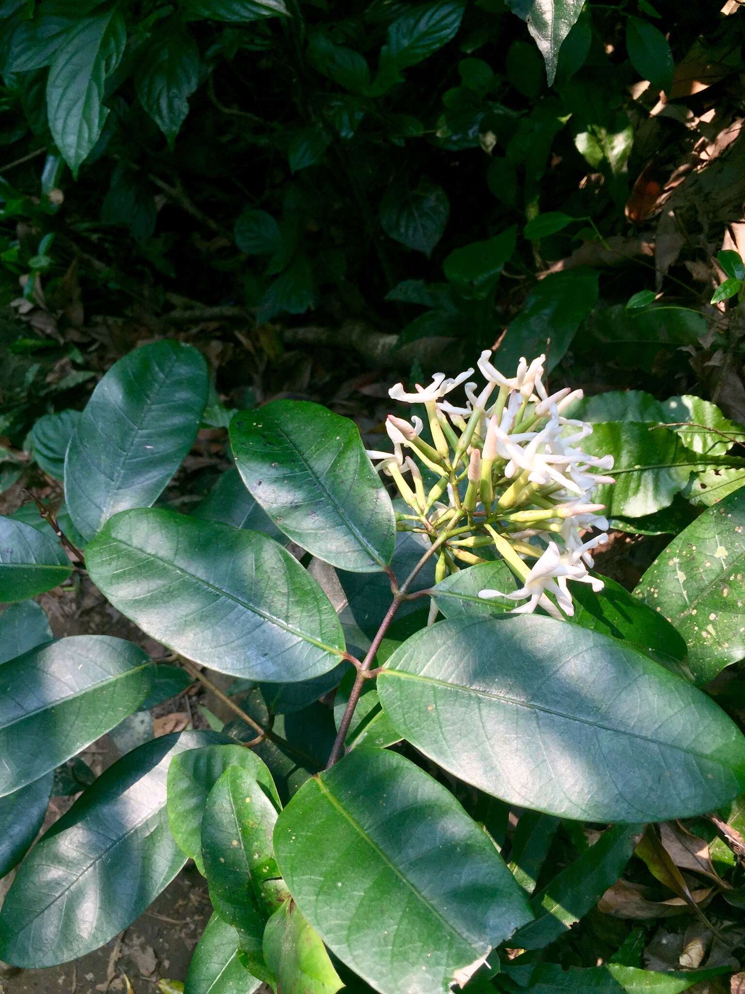 Image of Anodendron benthamianum Hemsl.