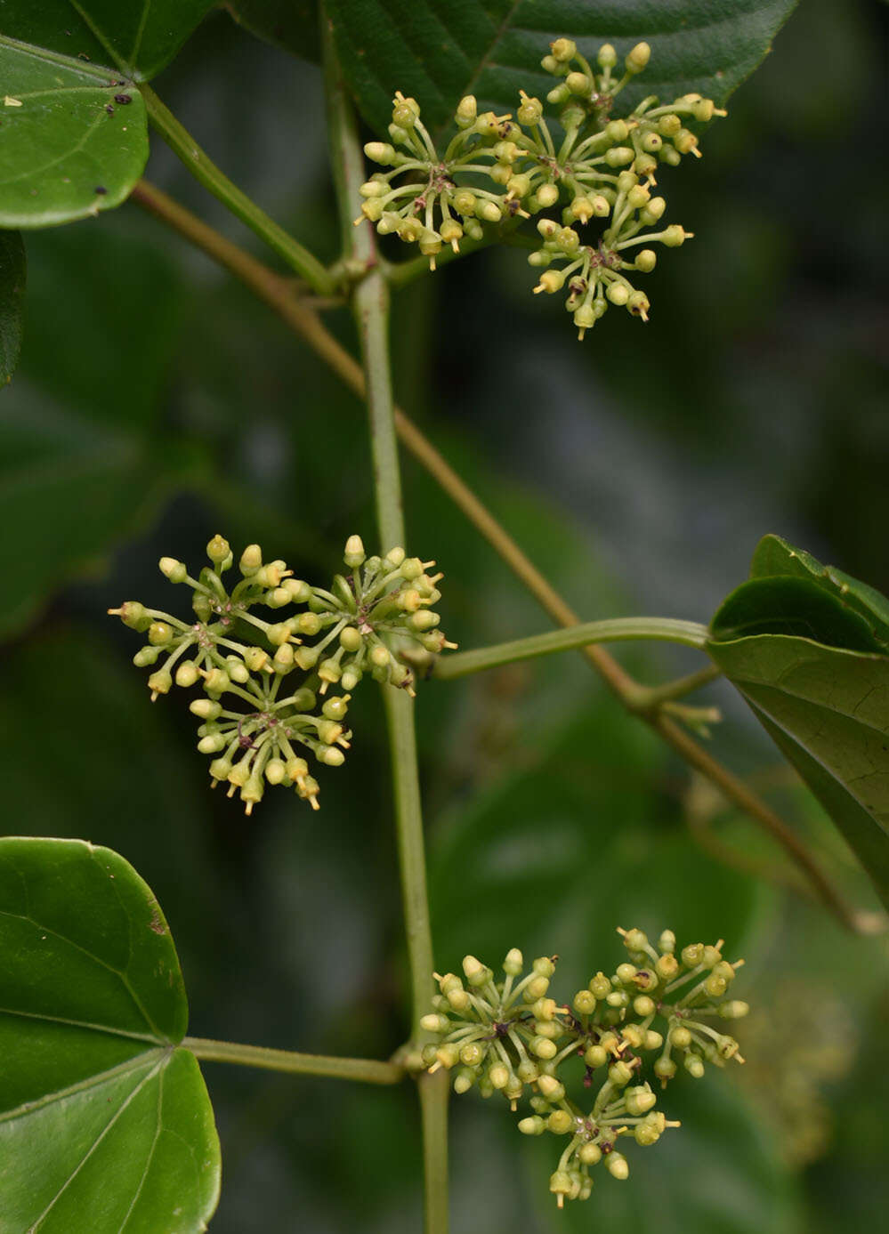 Image de Cissus hastata (Miq.) Planch.