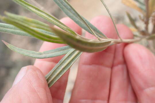 Image of Milkweed