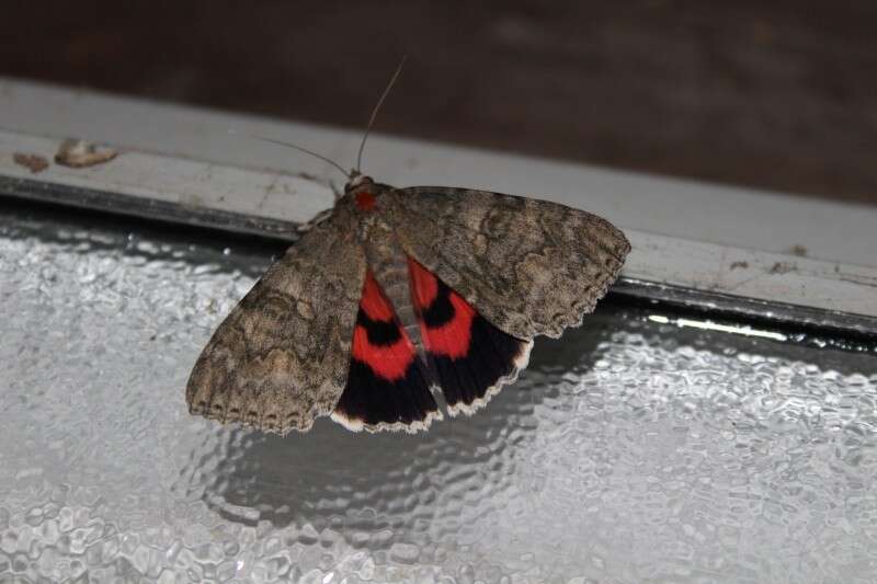 Image of red underwing