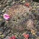 Mammillaria blossfeldiana var. shurliana的圖片