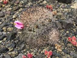 Image of Mammillaria blossfeldiana var. shurliana