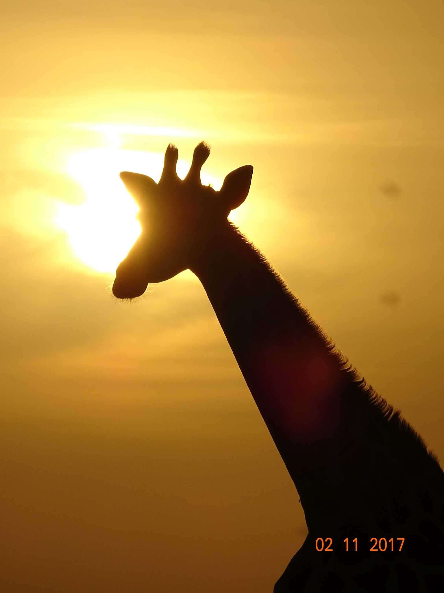 Image of West African Giraffe