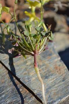 Image of Oxalis copiosa F. Bolus