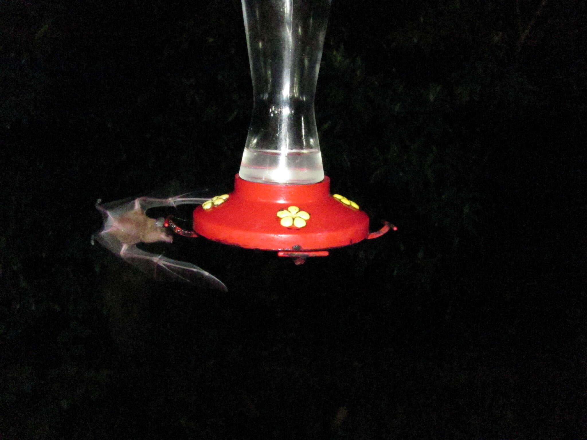 Image of Orange Nectar Bat