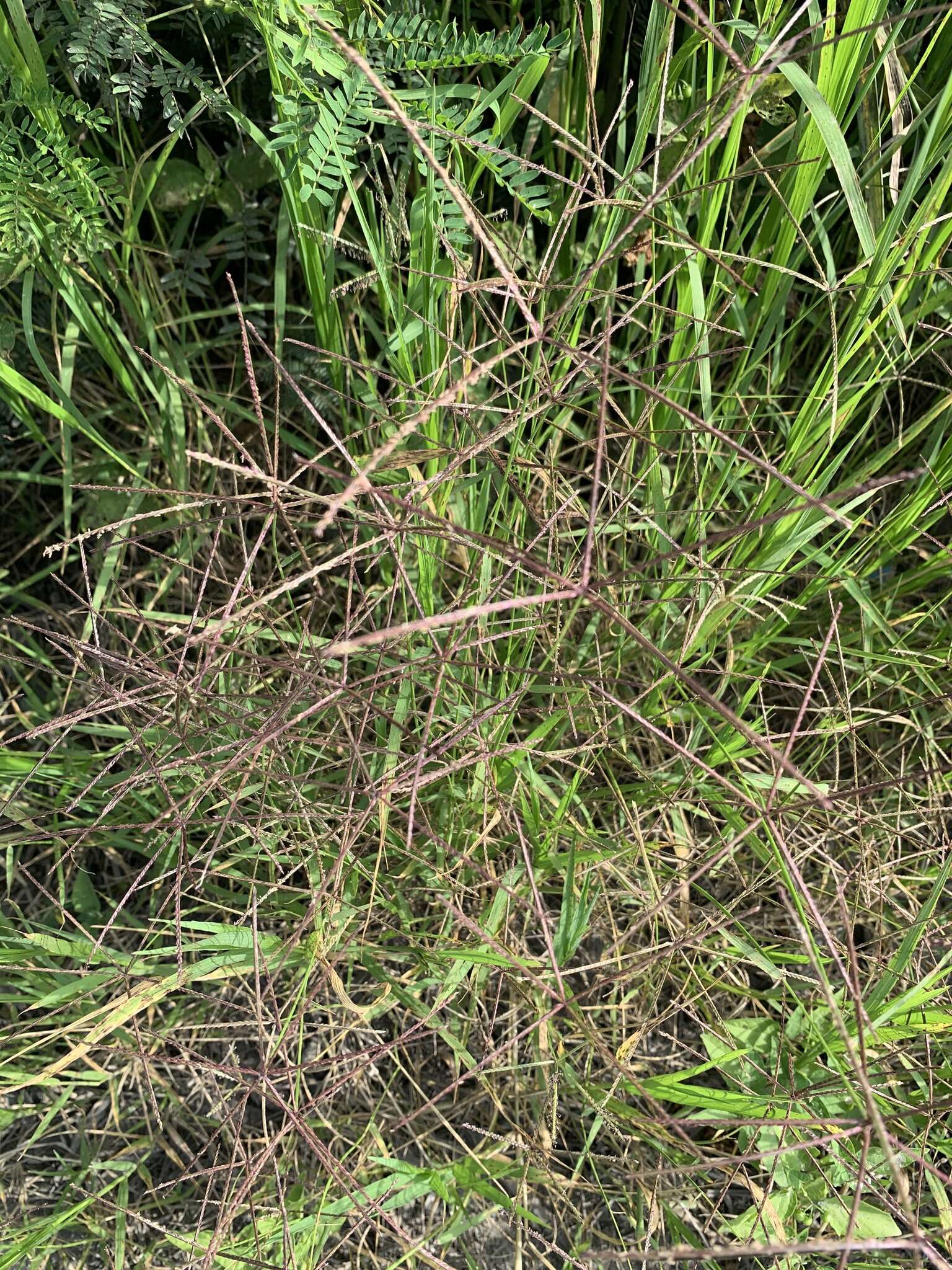 Image of African Bermudagrass