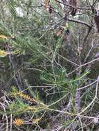 Image of Banksia ericifolia subsp. ericifolia