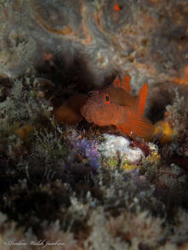 Image of Rusty Goby