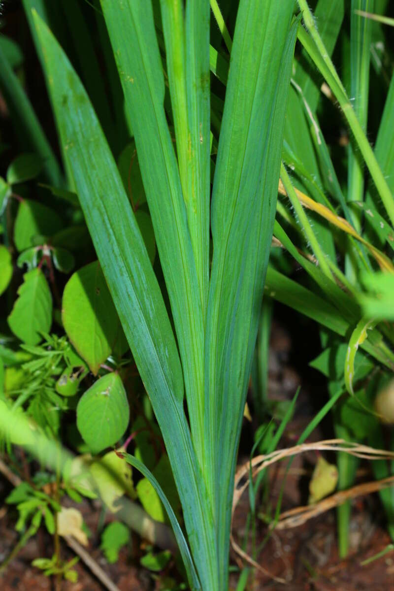 Image of Freesia grandiflora (Baker) Klatt