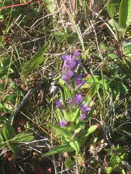 Image of autumn dwarf gentian