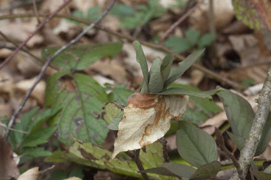 Image of Paeonia caucasica (Schipcz.) Schipcz.