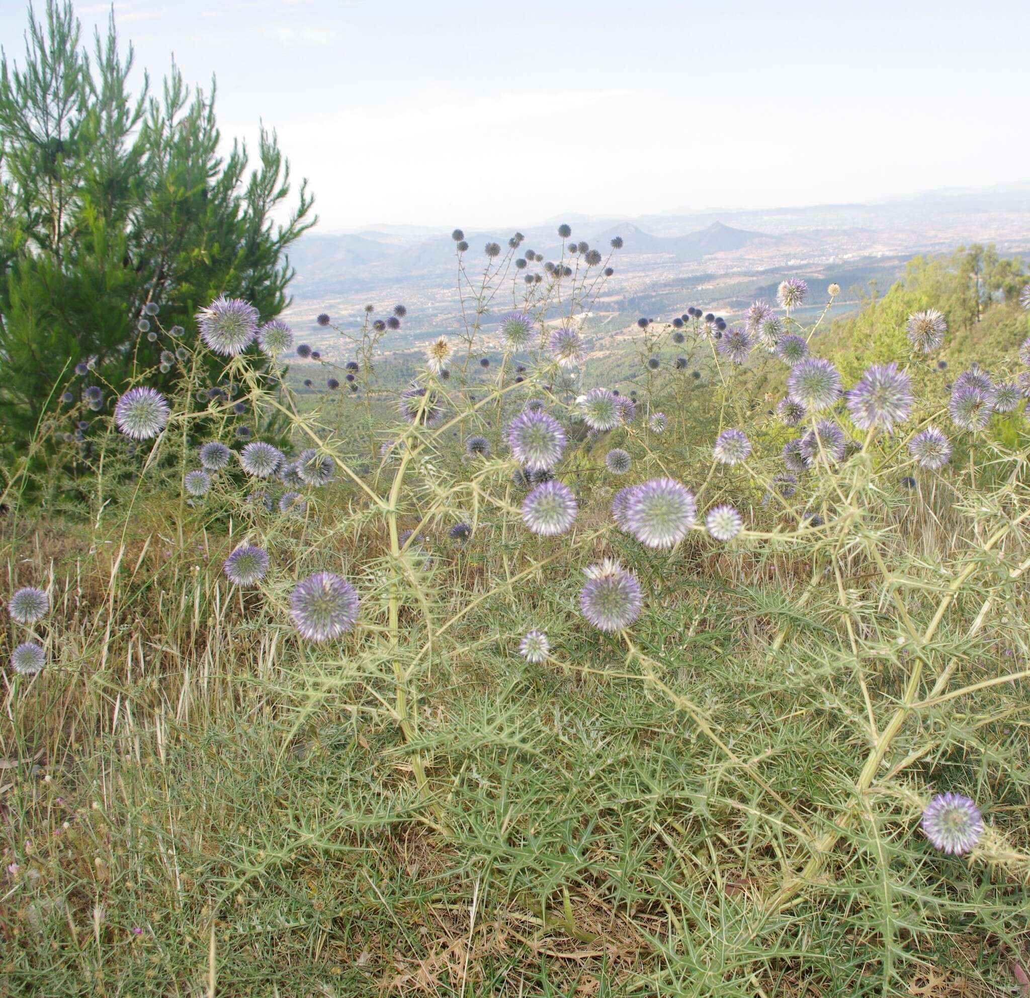 Image de Echinops bovei Boiss.