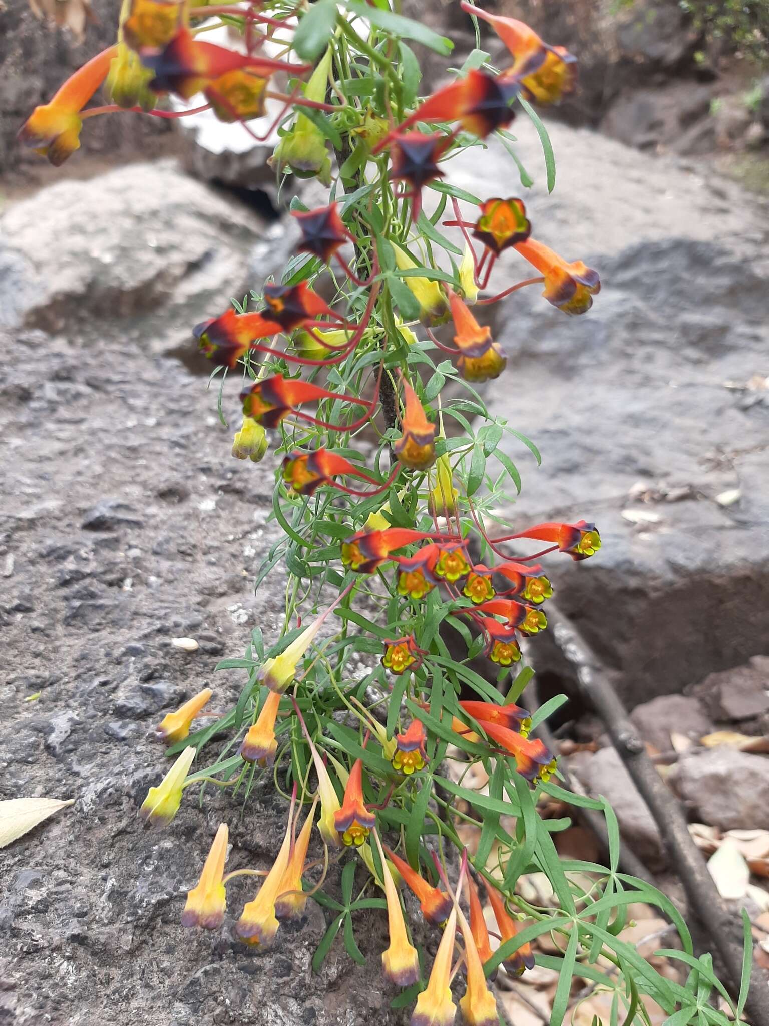 Image of Tropaeolum tricolor Sw.