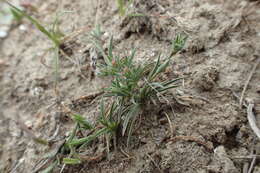 Image of dwarf hare's-ear