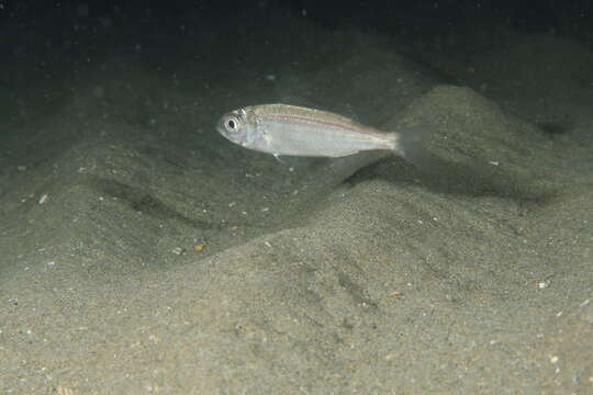 Image of Auxillary seabream