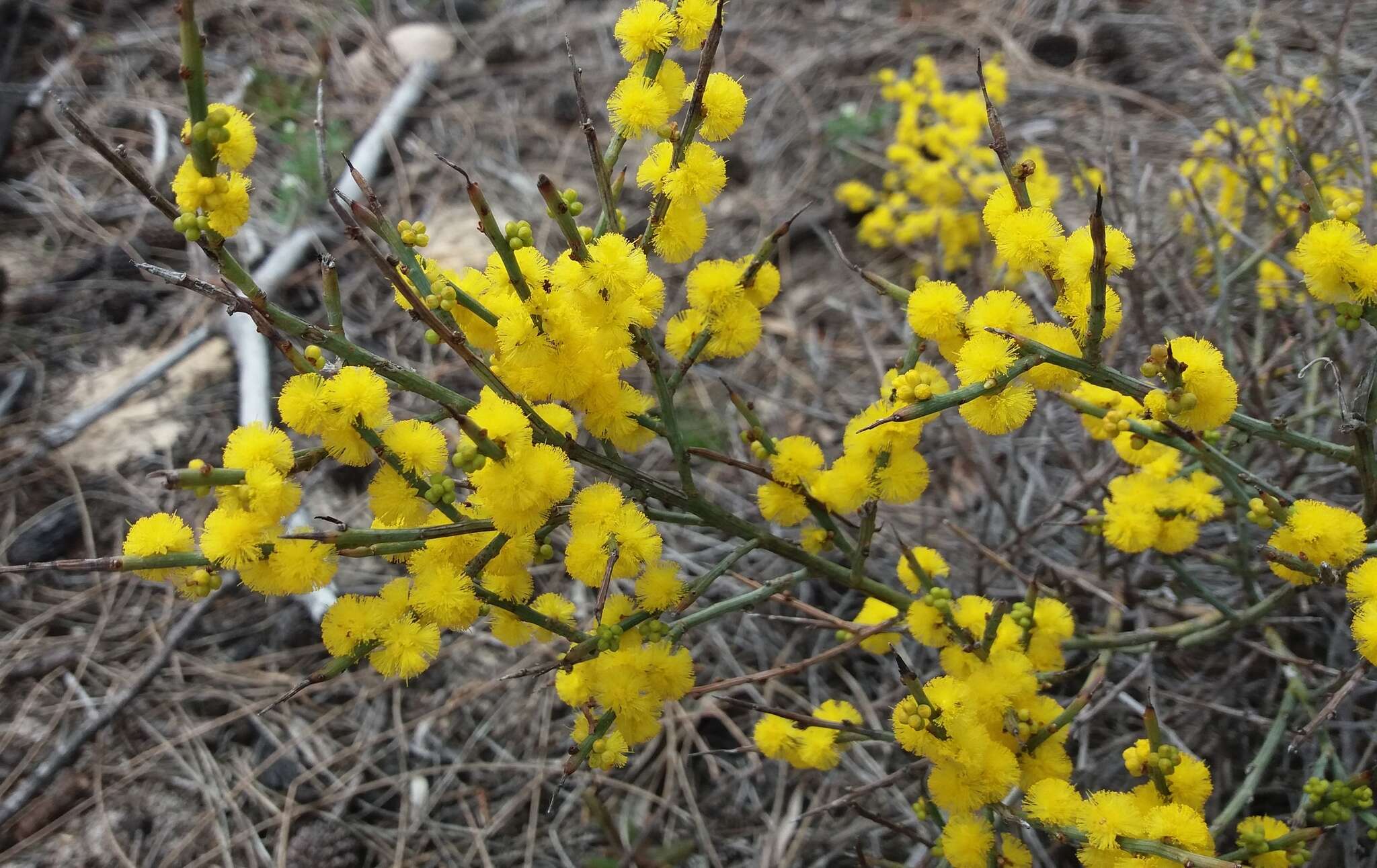 Слика од Acacia spinescens Benth.