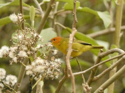 Image of Rust-and-yellow Tanager