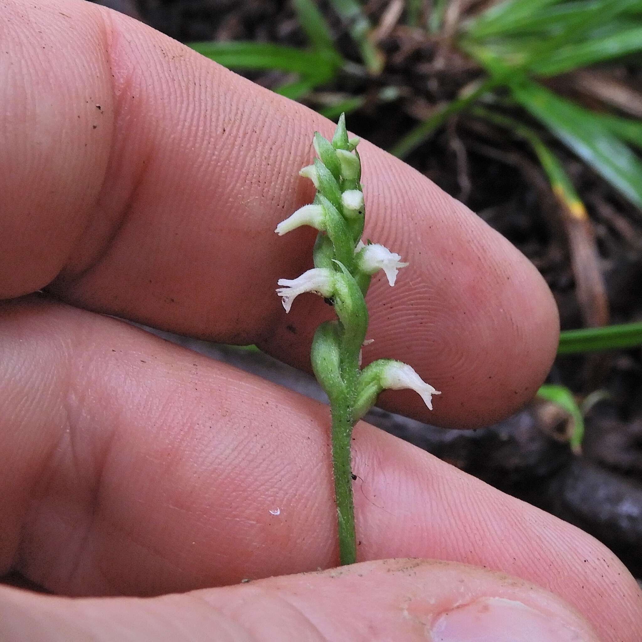 Image of October lady's tresses