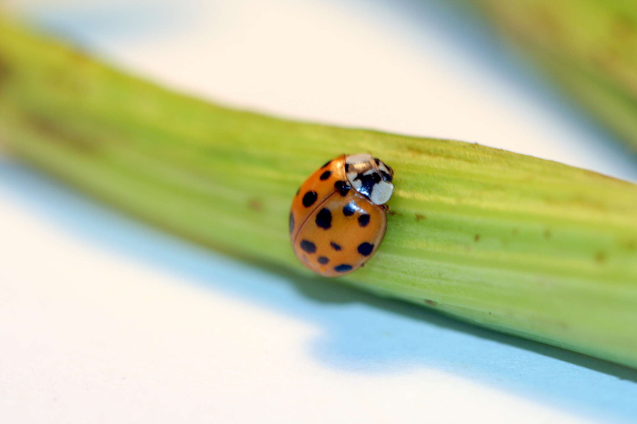 Image of Harlequin Ladybird