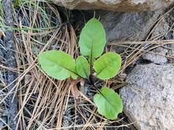 Leibnitzia lyrata (Sch. Bip.) G. L. Nesom resmi