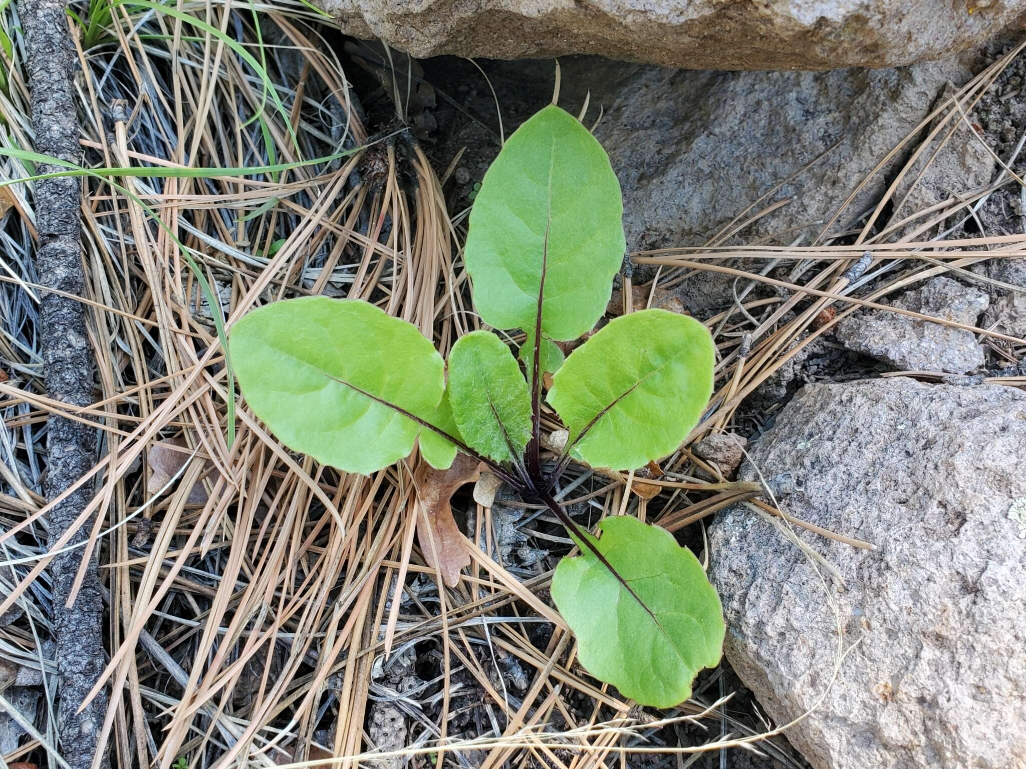 Image de Leibnitzia lyrata (Sch. Bip.) G. L. Nesom