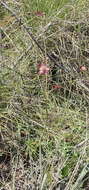 Image of Knowltonia filia (L. fil.) Durand & Schinz