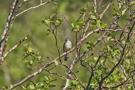 Image of Alder Flycatcher