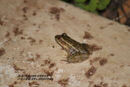 Image of Lithobates brownorum (Sanders 1973)