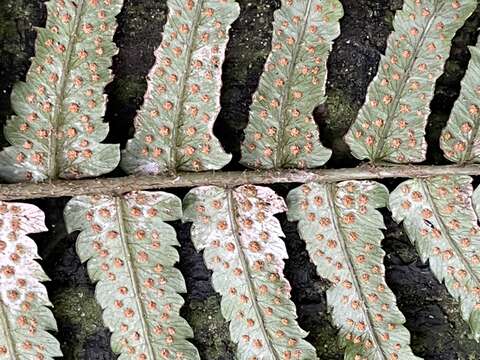 Image of Dryopteris cycadina (Franch. & Sav.) C. Chr.