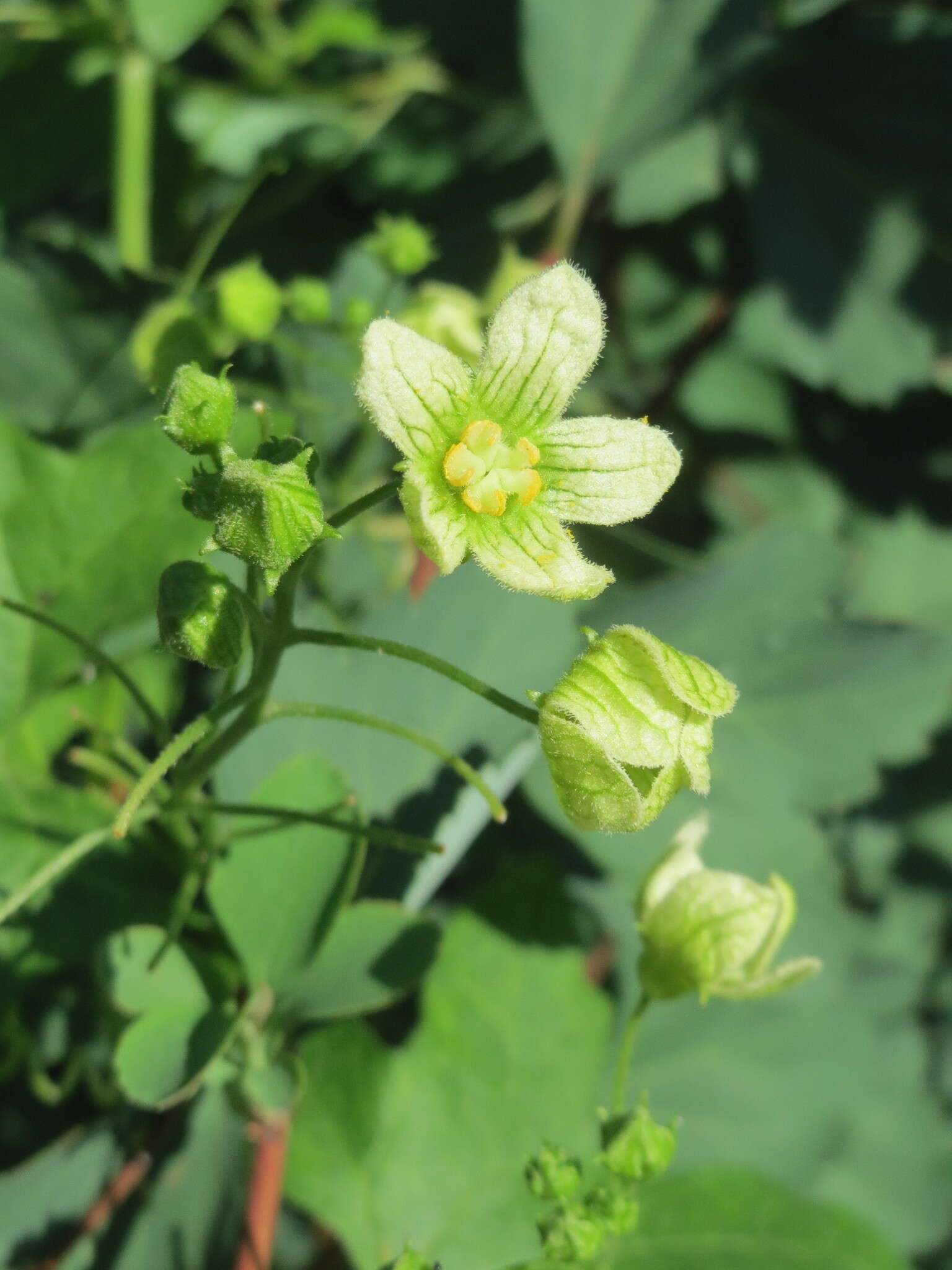 Image of Cretan bryony