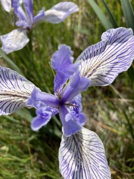 Image of Coast Iris