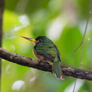 Image of Blue-cheeked Jacamar