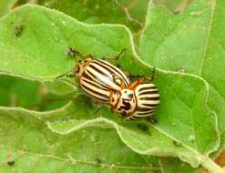 Image of Colorado potato beetle