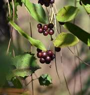 Imagem de Smilax laurifolia L.