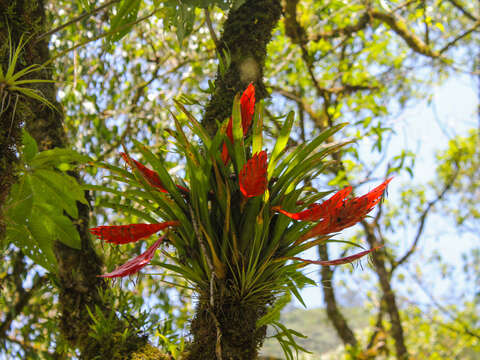 Image of Tillandsia multicaulis Steud.