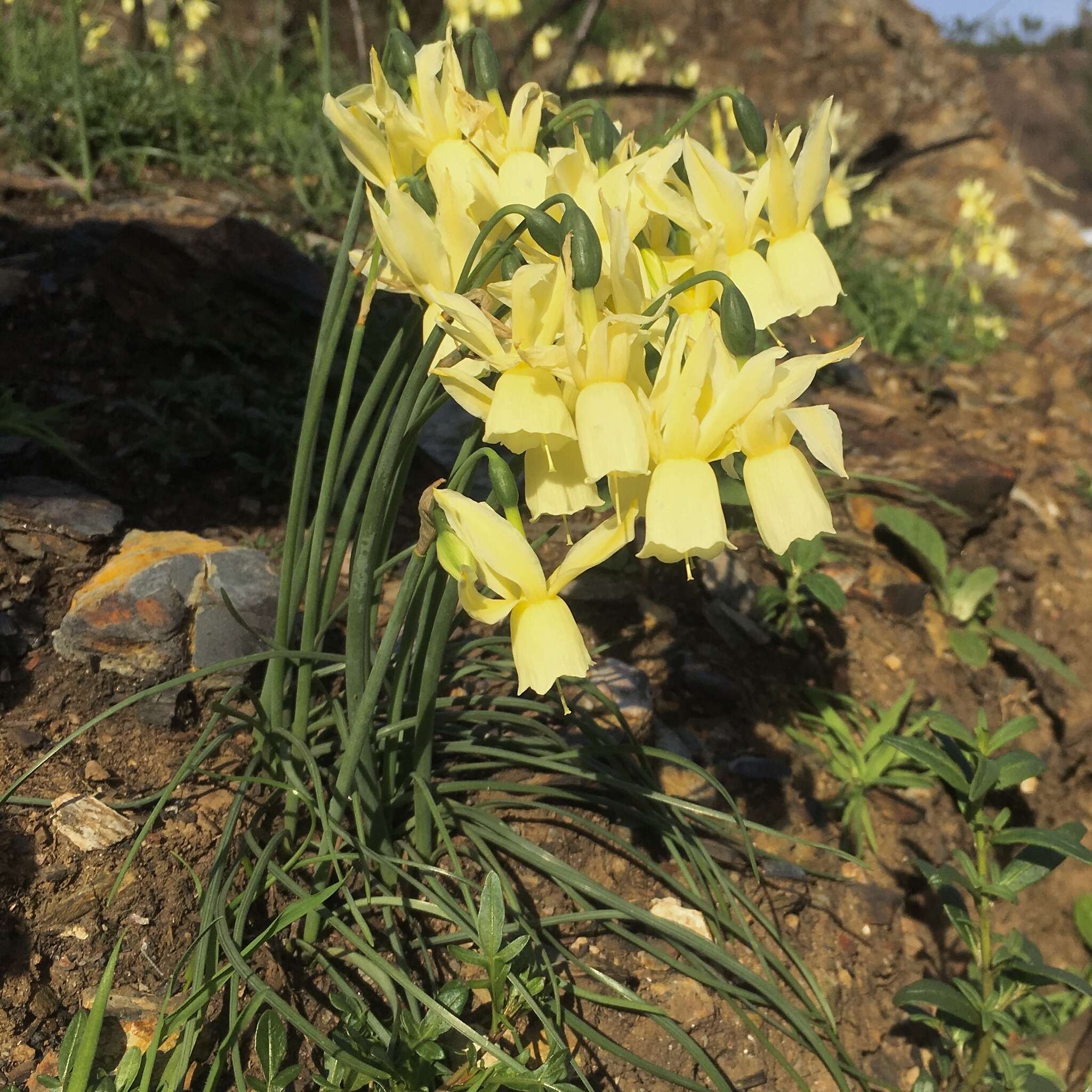 Narcissus triandrus L. resmi