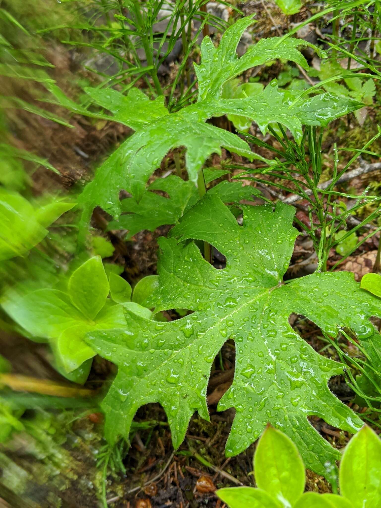 Plancia ëd Petasites frigidus var. vitifolius (Greene) D. M. Cherniawsky