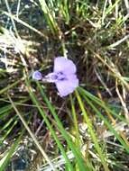 Image of Utricularia beaugleholei R. J. Gassin