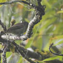Image of Mindanao Pygmy Babbler