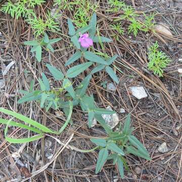 Image of Pinos Altos Mountain bean