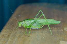 Image of Treetop Bush Katydid