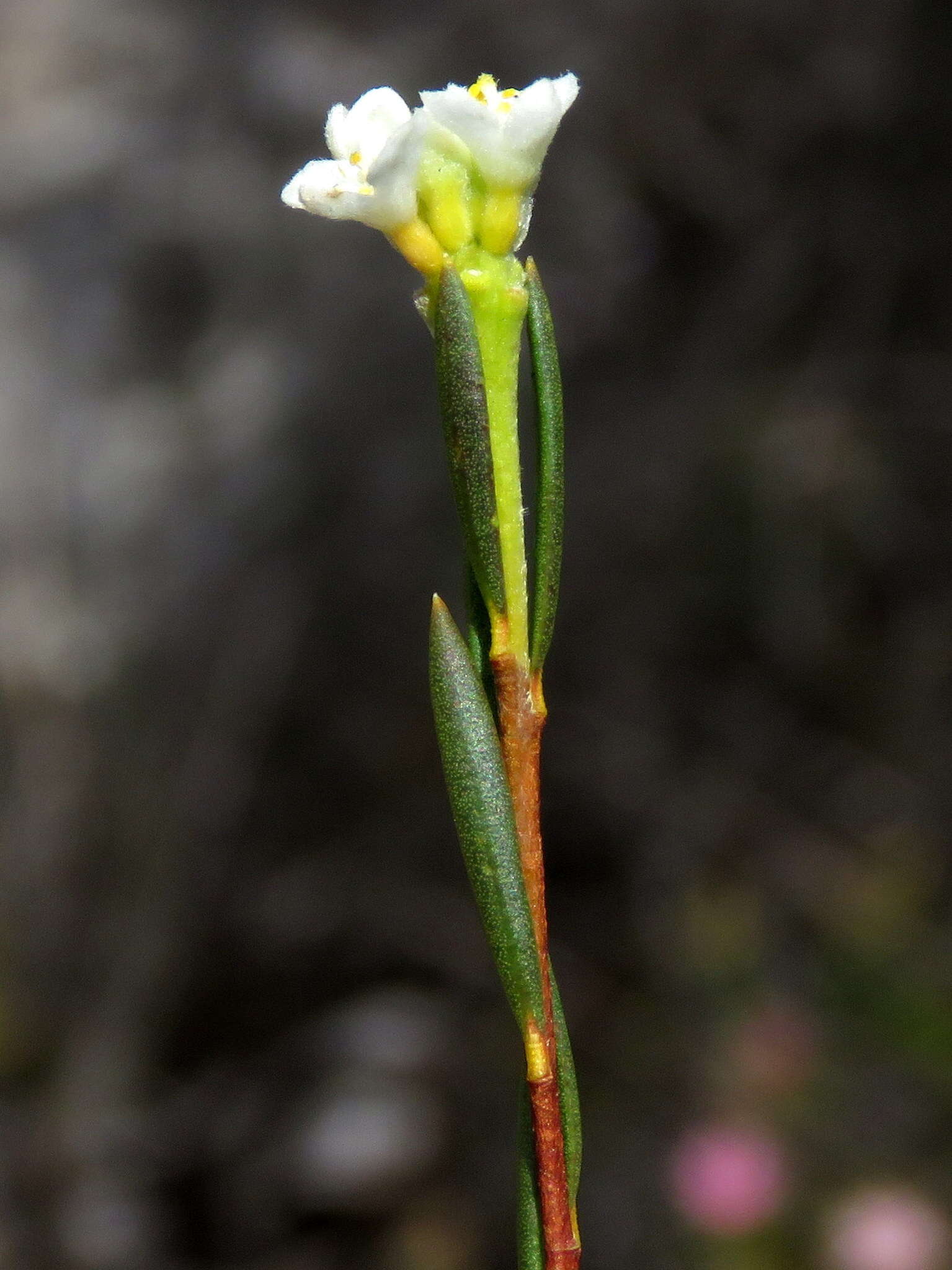 Image of Lachnaea capitata (L.) Cr.